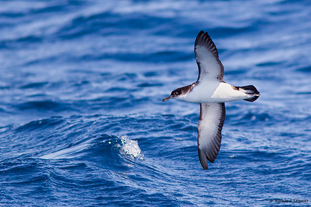 Manx Shearwater