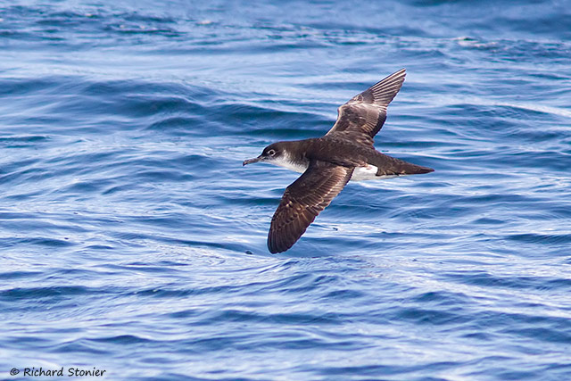 Manx Shearwater