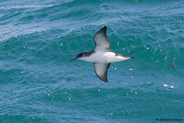 Manx Shearwater