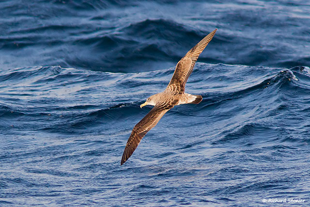Scopoli's Shearwater