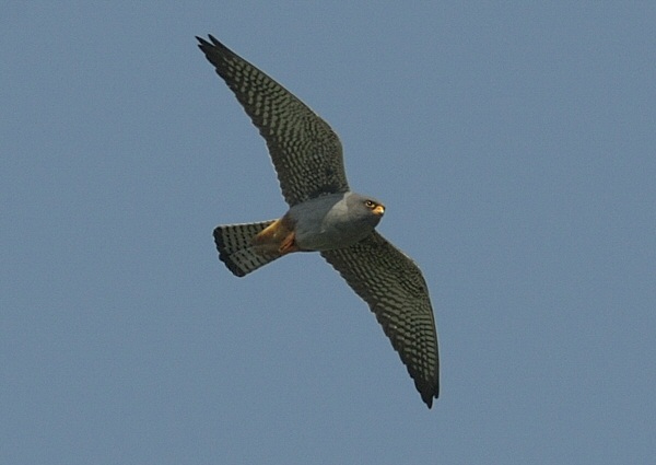 Red-footed Falcon