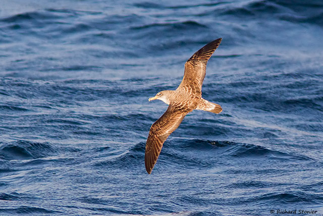 Scopoli's Shearwater