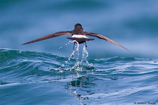 Storm Petrel