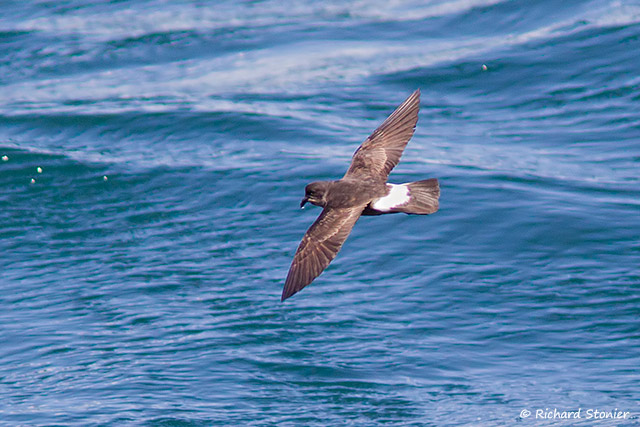Storm Petrel