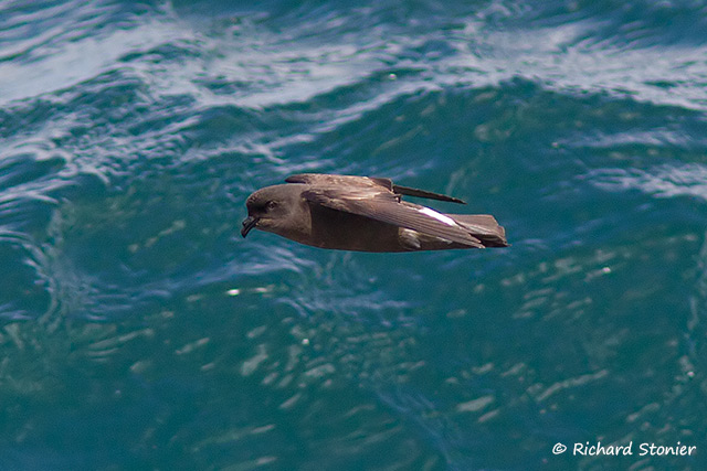 Storm Petrel