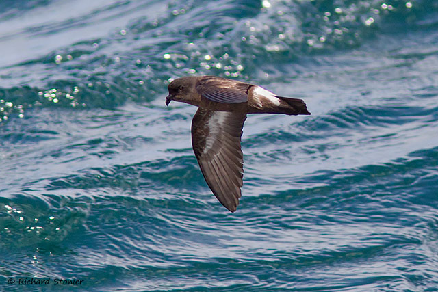 Storm Petrel