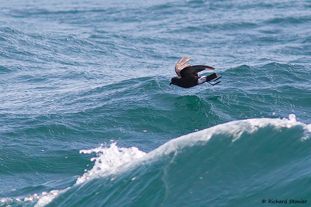 Wilson's Petrel