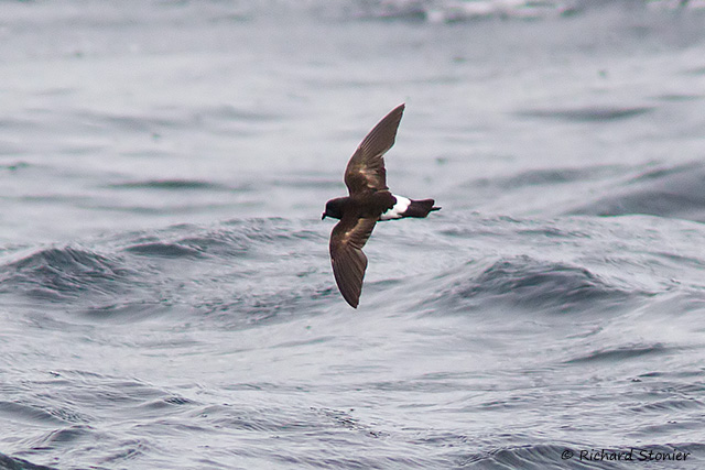 Wilson's Petrel