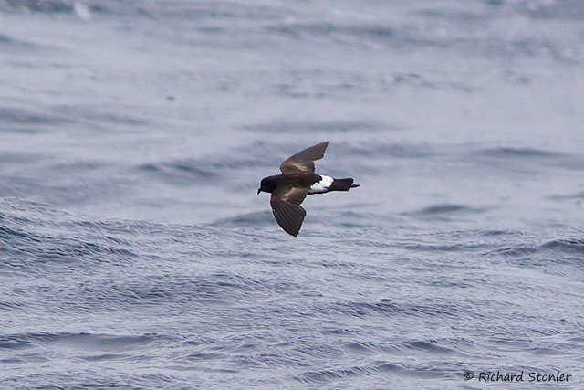 Wilson's Petrel