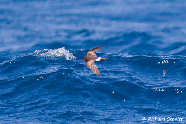 Wilson's Petrel