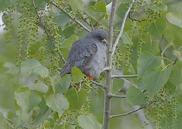 Red-footed Falcon