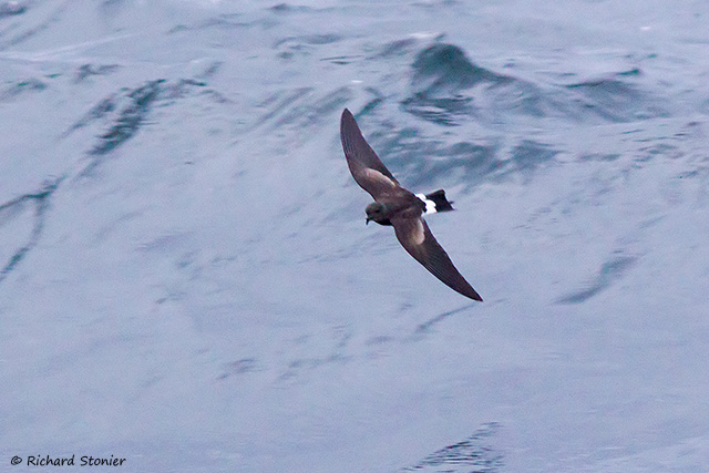 Wilson's Petrel
