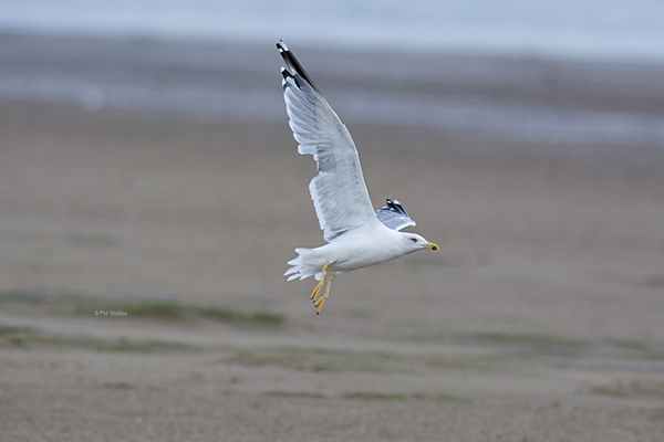 Yellow-legged Gull