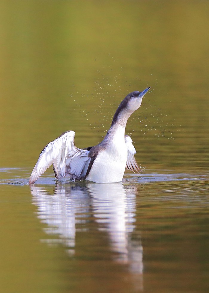 Black-throated Diver