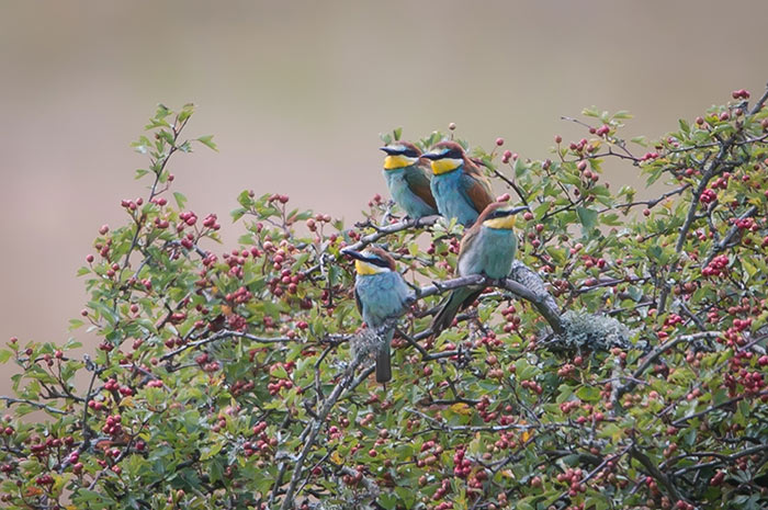 Bee-eater