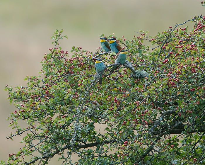 Bee-eater