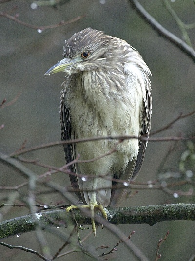 Night Heron