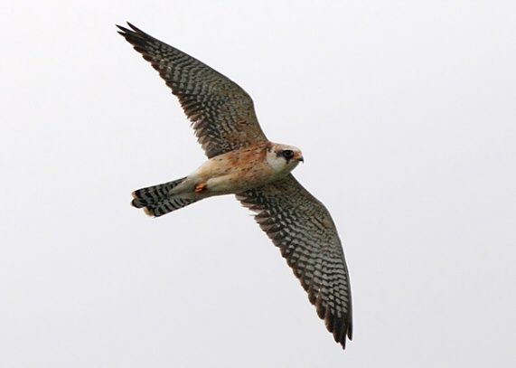 Red-footed Falcon