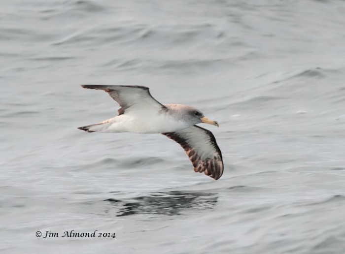 Cory's Shearwater