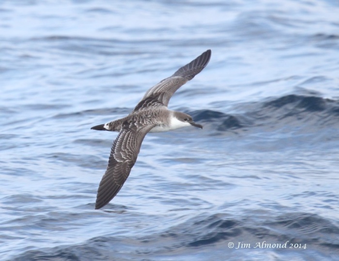 Great Shearwater