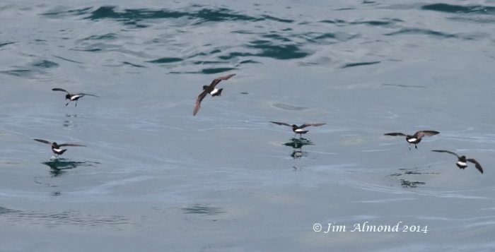 Storm Petrel