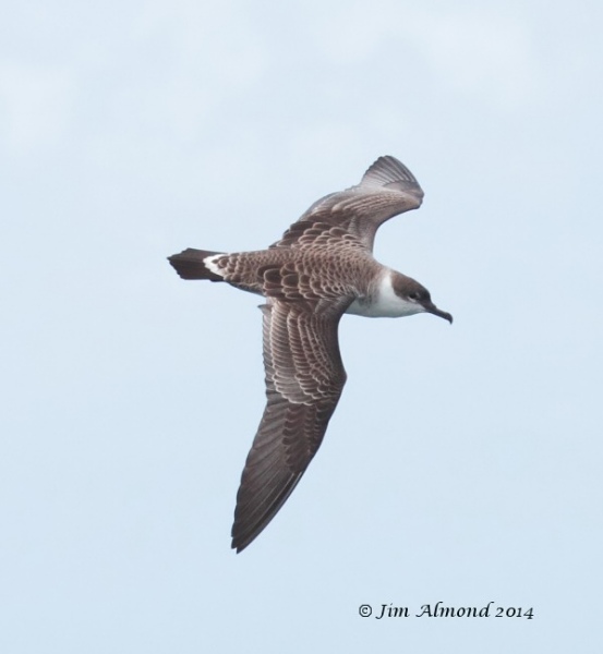 Great Shearwater
