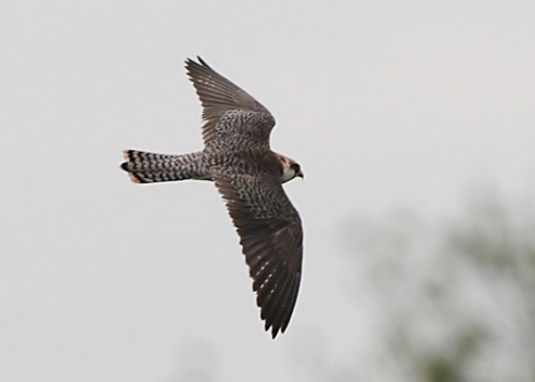 Red-footed Falcon