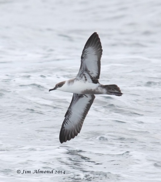 Great Shearwater