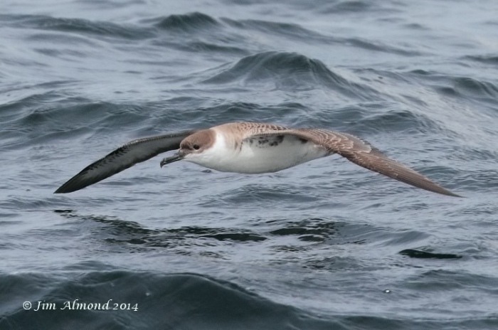 Great Shearwater