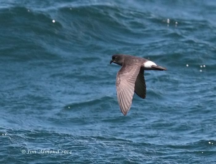 Storm Petrel