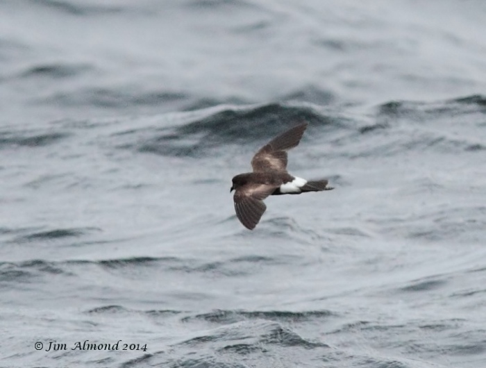 Wilson's Petrel