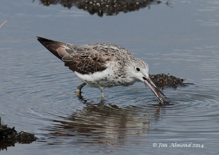 greenshank