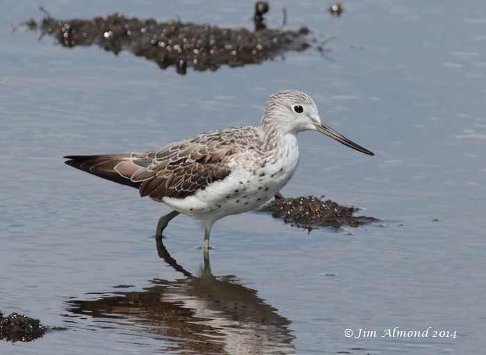 Greenshank