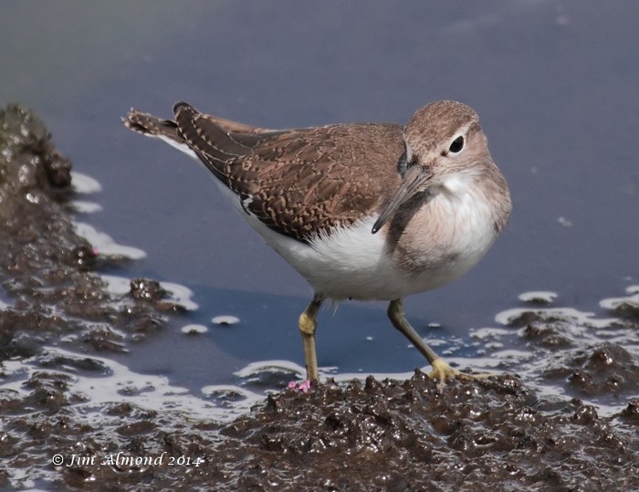 Common Sandpiper