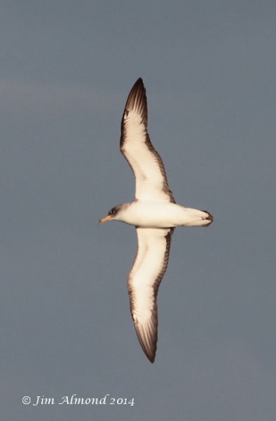 Scopoli's Shearwater