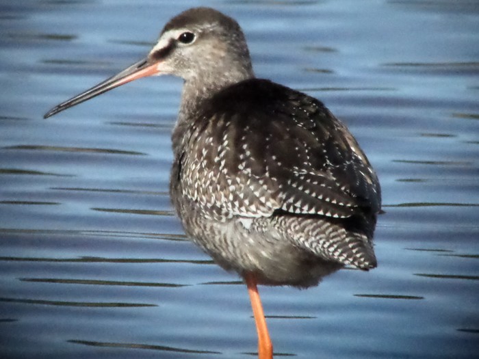 Spotted Redshank