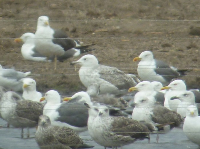 Caspian Gull