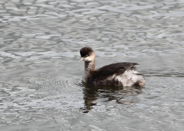 Black-necked Grebe