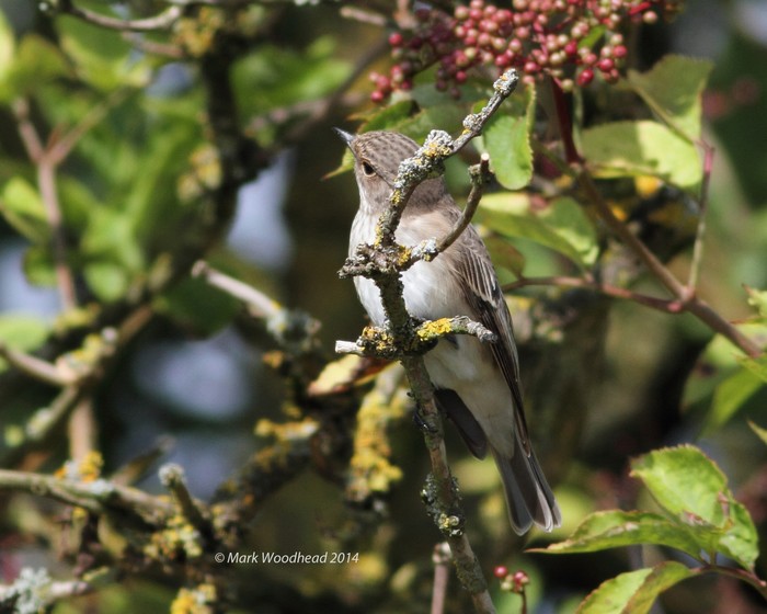 Spotted Flycatcher