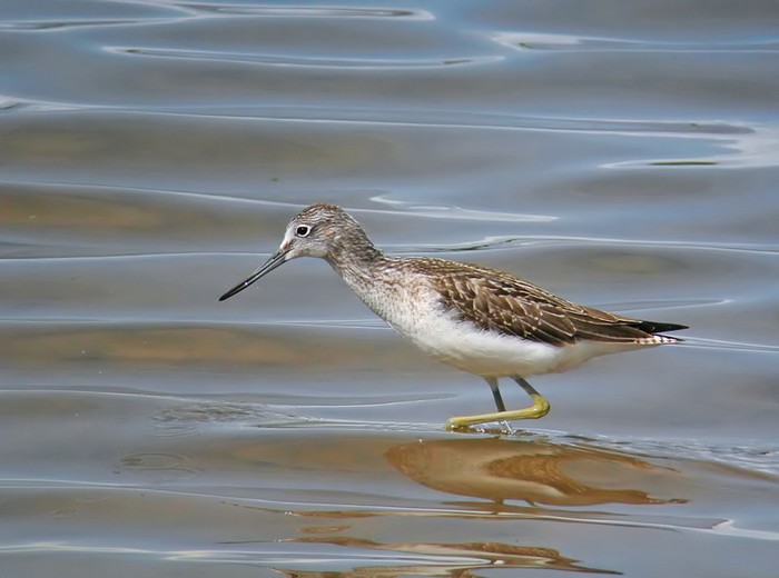 greenshank