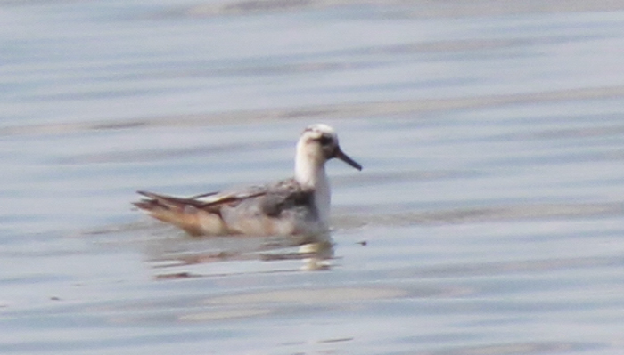 Grey Phalarope