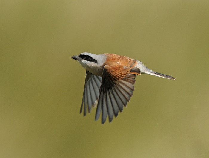 Red-backed Shrike
