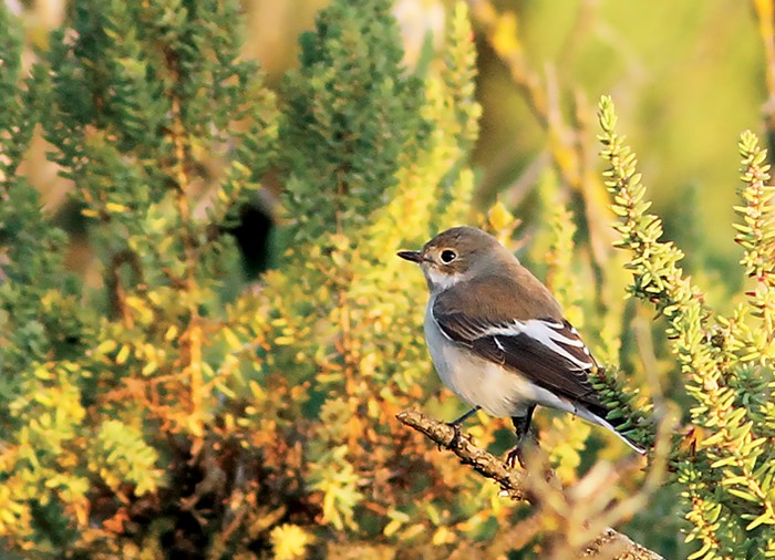 Pied Flycatcher