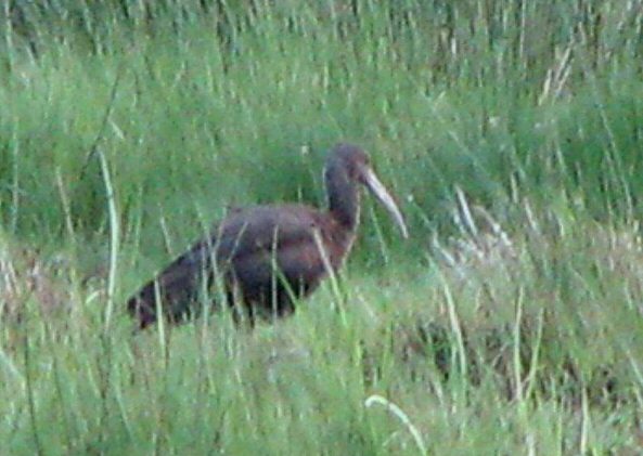 Glossy Ibis