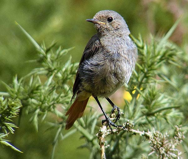 Black Redstart