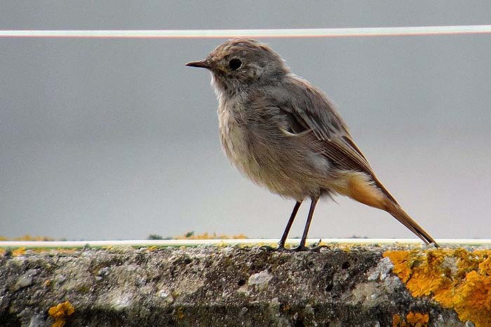 Black Redstart