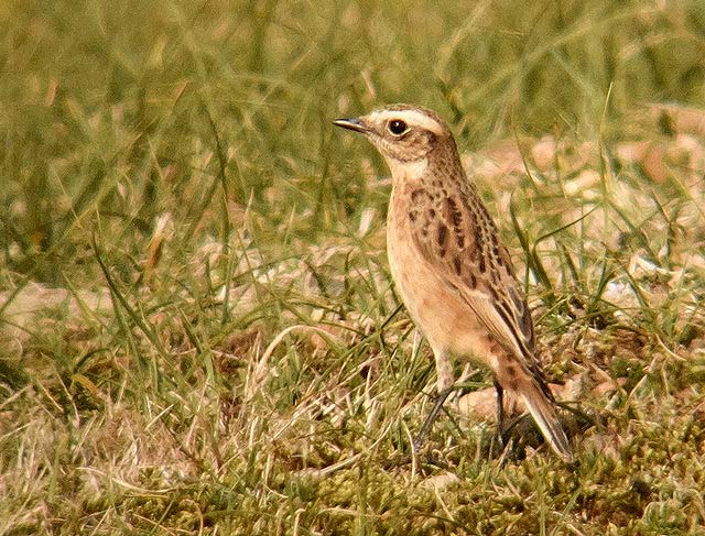 Whinchat
