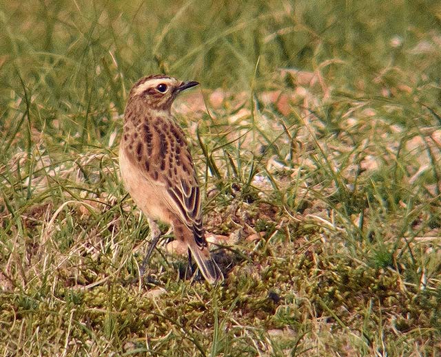 Whinchat
