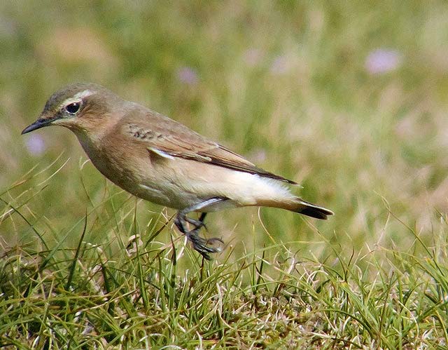 Wheatear