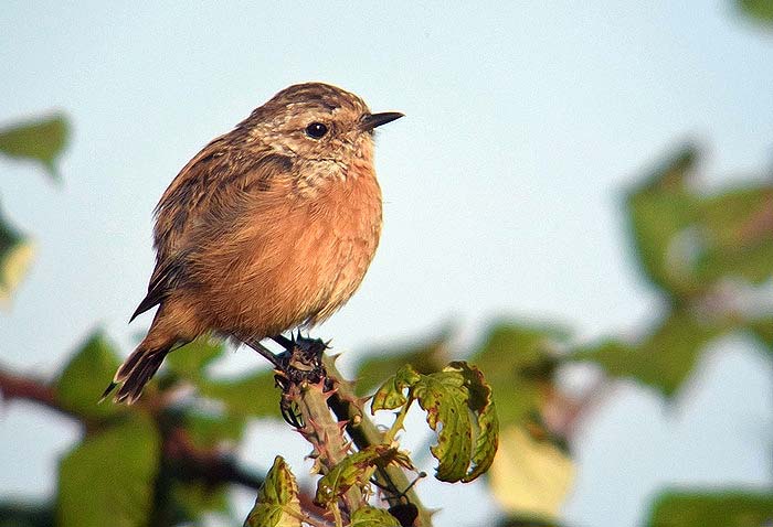 Stonechat